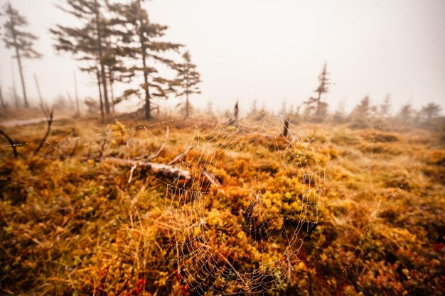 Paisagem montanhosa em Jeseniky vista da cordilheira da trilha de caminhada no topo do pequeno Jezernik da sela de cernohorske Um caminho para caminhantes através do pântano