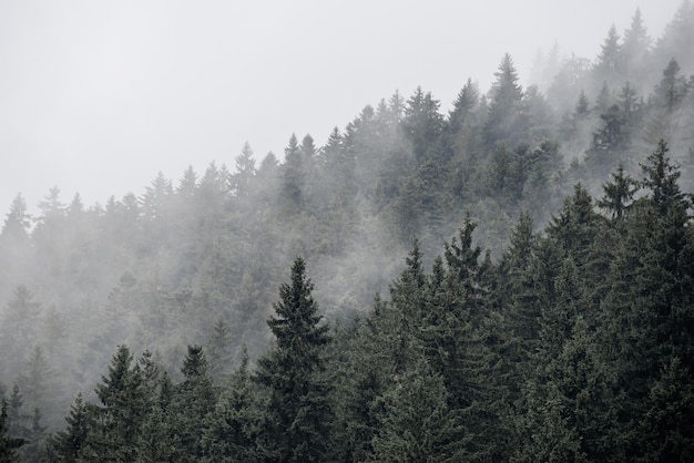 Paisagem montanhosa enevoada com floresta de abetos e copyspace no estilo vintage retrô hipster