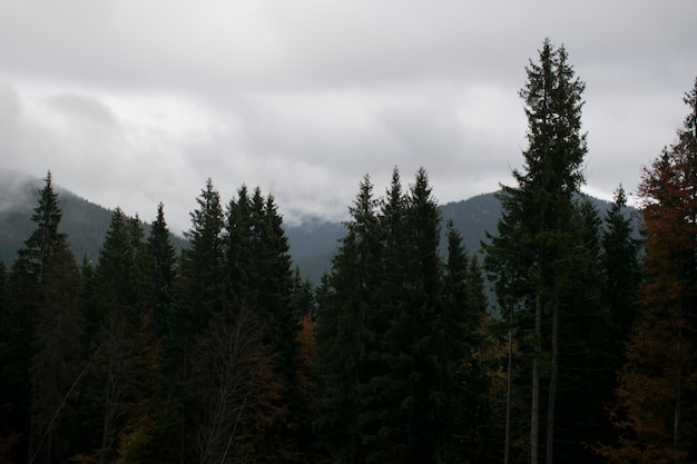 Paisagem montanhosa enevoada com floresta de abetos