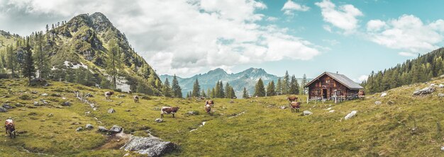 Paisagem montanhosa idílica nos Alpes Chalé de montanha vacas prados e céu azul