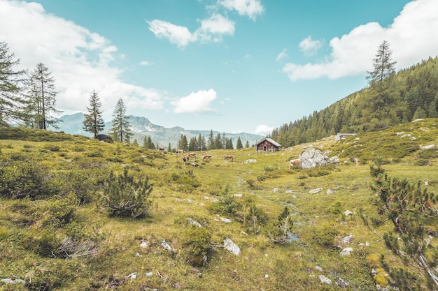 Paisagem montanhosa idílica nos Alpes Chalé de montanha vacas prados e céu azul