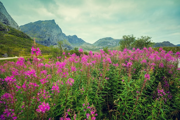 Paisagem montanhosa Skyline rochosa céu azul nublado e flores cor-de-rosa desabrochando Linda natureza Noruega