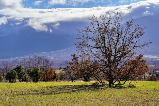 Paisagem montanhosa verde com árvores e montanhas nevadas com nuvens grossas.