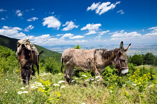 Paisagem montanhosa