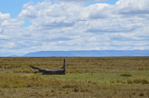 Paisagem natural com galho de árvore seco Parque Nacional Masai Mara Quênia África