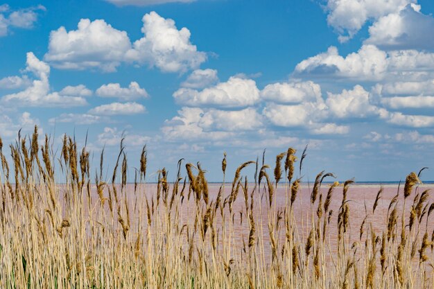 Paisagem natural com juncos no fundo de um lago salgado rosa Sivash