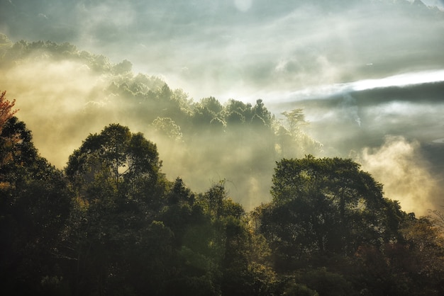 Foto paisagem natural com nevoeiro encoberto os topos das árvores