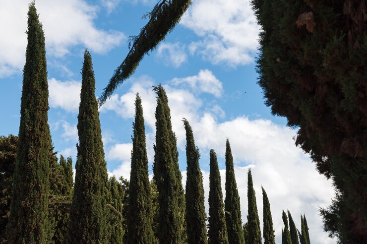 Foto paisagem natural com uma fileira de ciprestes em uma rua na espanha
