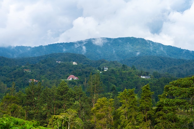 Paisagem natural da densa selva montanhosa asiática.