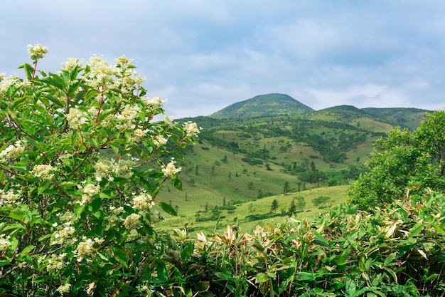 Paisagem natural da montanha na ilha de kunashir foco parcialmente desfocado na árvore florescente próxima