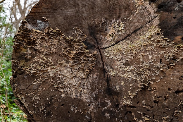 Paisagem natural da trilha de outono na estrada da floresta escura para a gruta maria magdalena, a terra está coberta...