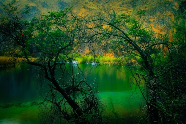 Foto paisagem natural de árvores e um lago calmo