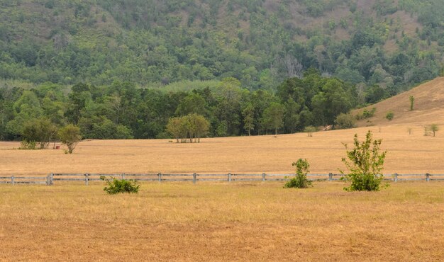 Paisagem natural de grass hill (phukhao ya) ou bald hill (khao hua lan) na província de ranong, sul da tailândia