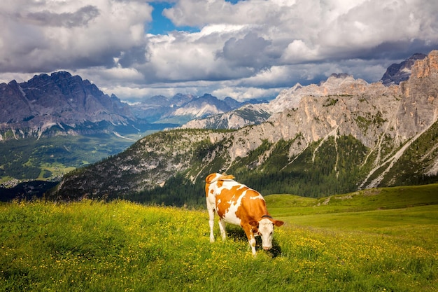 Paisagem natural de terras agrícolas com vaca nas montanhas dos Alpes Produção do famoso leite ecológico