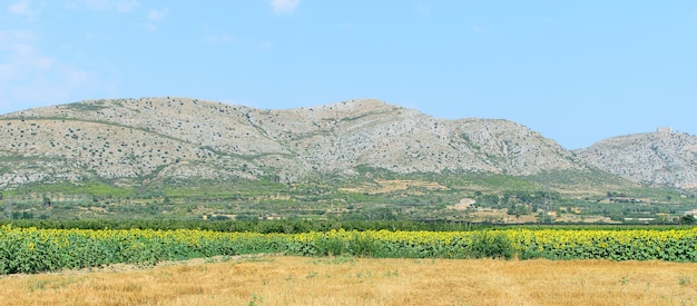 Paisagem natural de verão com campo de girassóis e montanhas