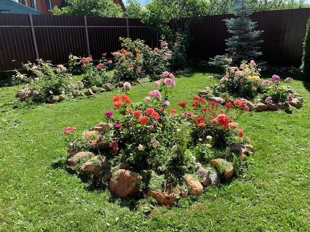 Foto paisagem natural do jardim no canteiro de flores de verão com rosas no jardim crescendo flores