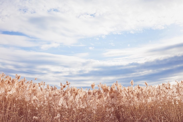 Paisagem natural do outono com juncos macios secos e céu azul com nuvens Natureza da grama dos pampas do outono