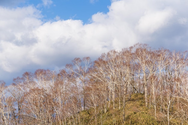 paisagem natural no outono