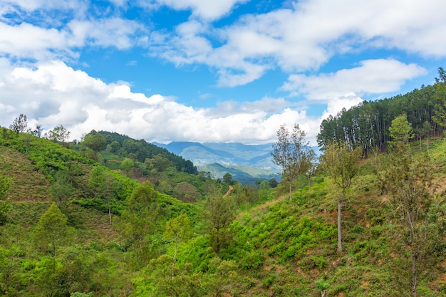 Paisagem natural pitoresca. Plantações de chá verde nas terras altas. Chá de cultivo
