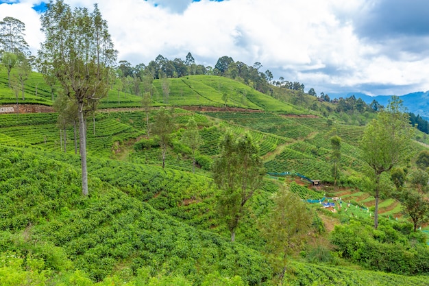 Paisagem natural pitoresca. plantações de chá verde nas terras altas. chá de cultivo