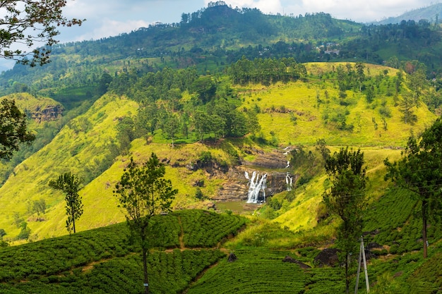 Paisagem natural pitoresca. Plantações de chá verde nas terras altas. Chá de cultivo