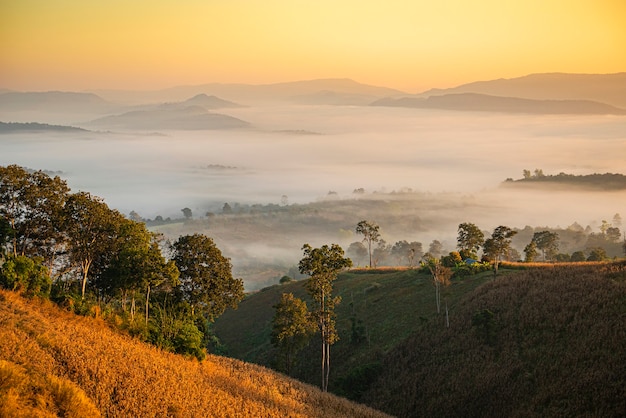 Paisagem nebulosa floresta pela manhã.