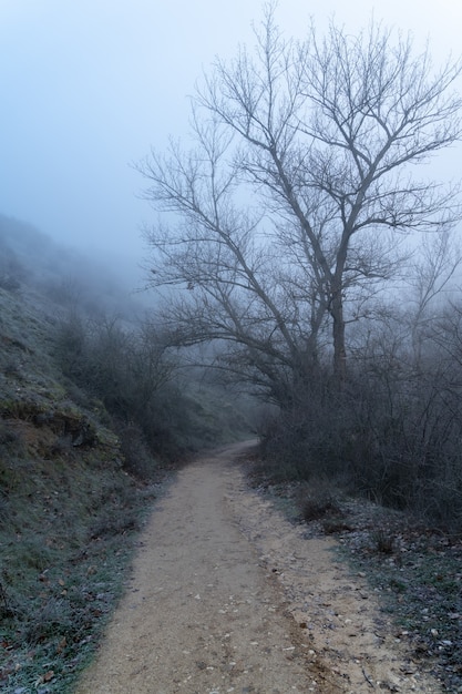 Paisagem nebulosa na floresta com estrada de terra entre as árvores nuas. cena de inverno. sickles rio duraton, espanha