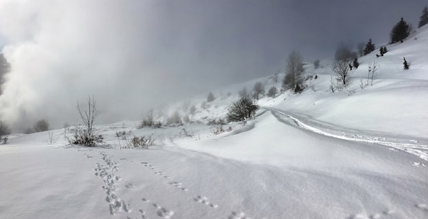 Paisagem nevada com poucas árvores e céu nublado