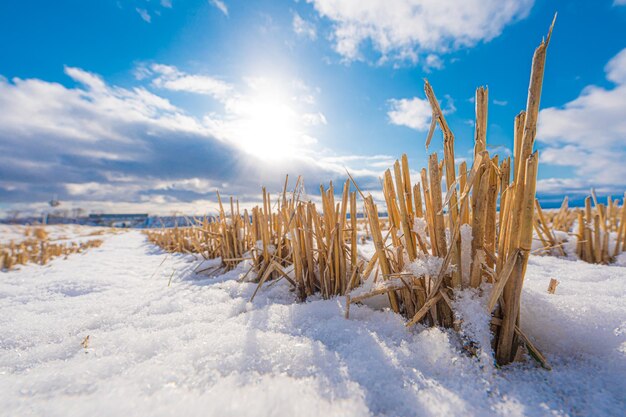 Paisagem nevada e vastos campos em Hokkaido