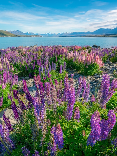 Paisagem no campo de tremoço do lago tekapo na nova zelândia