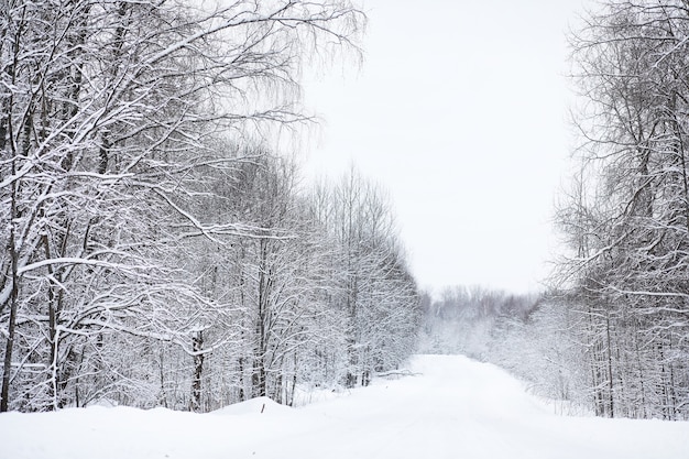 Paisagem no dia nublado de inverno de campos e florestas cobertos de neve