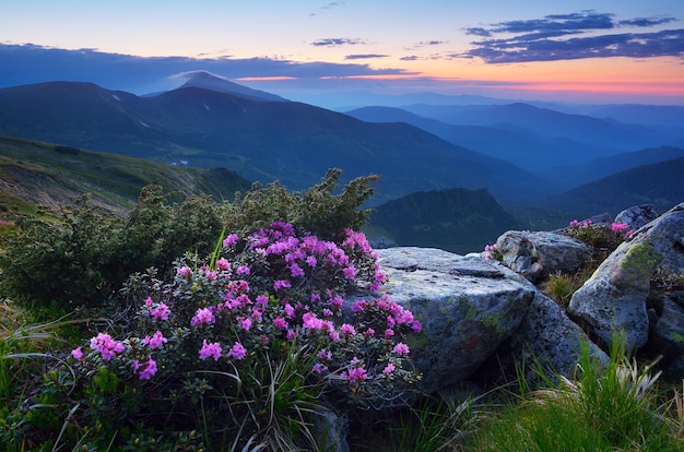 Paisagem no início da manhã. Crepúsculo antes do amanhecer nas montanhas. Arbusto de rododendros florescendo. Flores cor de rosa. Cárpatos, Ucrânia, Europa