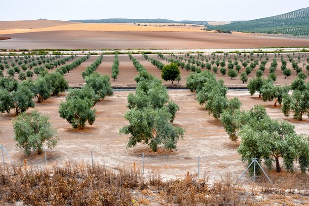 Paisagem no sul da Espanha