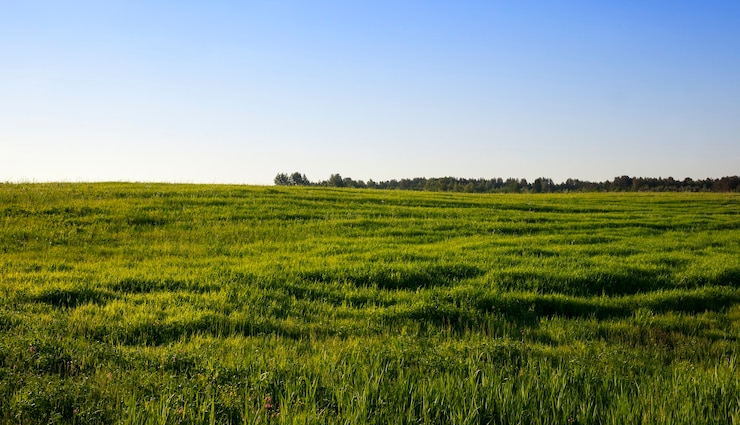 Foto paisagem no verão com grama de vegetação verde, que é usada como pasto para o gado na fazenda