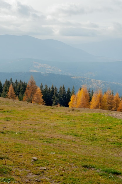 paisagem outono nas montanhas floresta de coníferas colorida amarela e verde no pinheiro dos Cárpatos