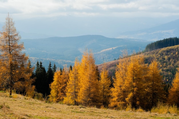 paisagem outono nas montanhas floresta de coníferas colorida amarela e verde no pinheiro dos Cárpatos