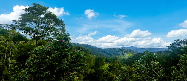 Paisagem panorâmica da floresta com céu azul