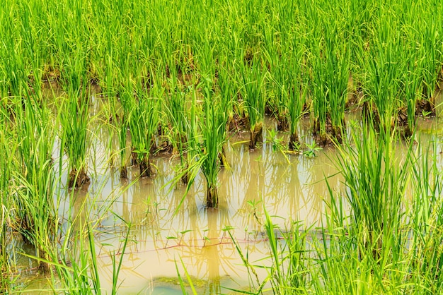 Paisagem panorâmica da grama verde do campo de arroz com campo de milho ou na colheita agrícola do país da ásia com fundo diurno