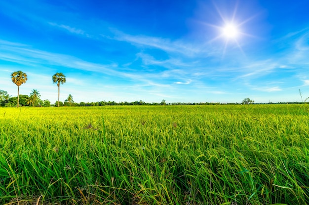 Paisagem panorâmica da grama verde do campo de arroz com campo de milho ou na colheita da agricultura do país da Ásia com nuvens fofas céu azul fundo da luz do dia