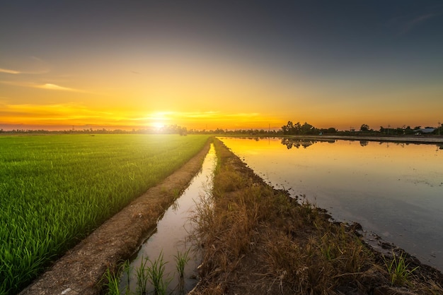 Paisagem panorâmica da grama verde do campo de arroz com campo de milho ou na colheita da agricultura do país da Ásia com nuvens fofas céu azul pôr do sol fundo da noite