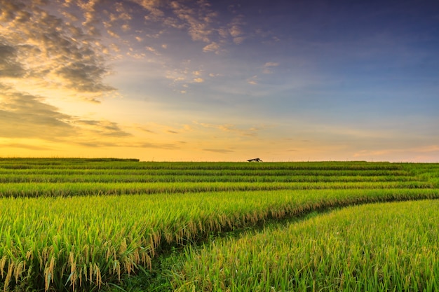 Paisagem panorâmica de lindos campos de arroz minimalistas