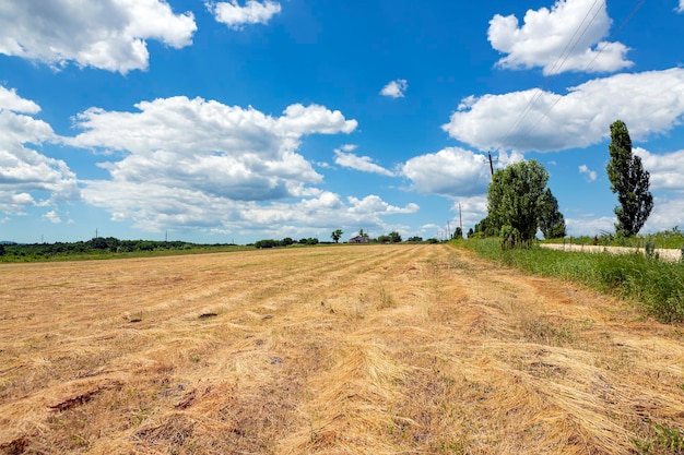 Paisagem panorâmica de um campo de trigo colhido e um céu azul com nuvens ao fundo...