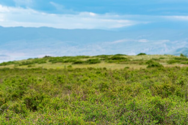 Paisagem parcialmente turva com foco de matagal de montanha de primavera na vegetação próxima