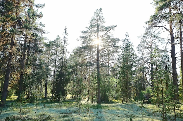 paisagem pinhal / taiga, floresta virgem, paisagem natureza verão