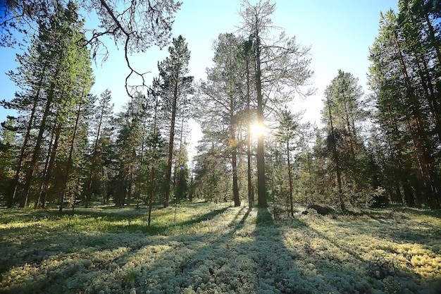 paisagem pinhal / taiga, floresta virgem, paisagem natureza verão