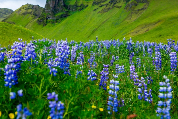 Paisagem pitoresca com natureza verde na Islândia durante o verão.