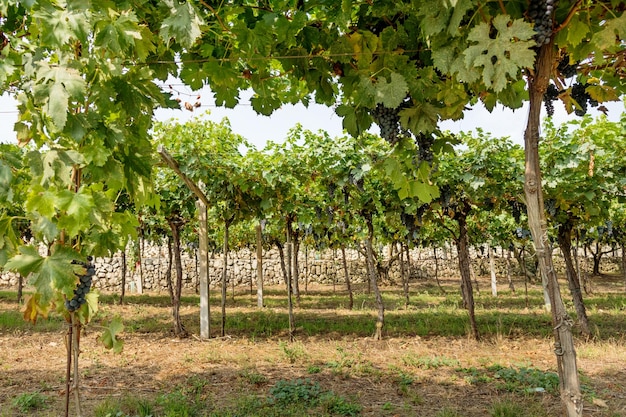 Paisagem pitoresca de vinha localizada na zona rural