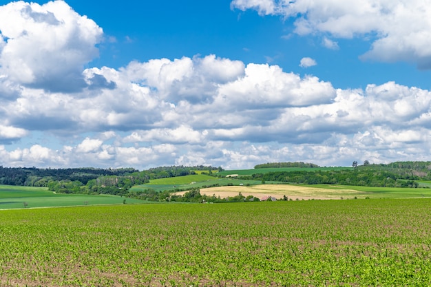 Paisagem, plantas verdes e céu azul com nuvens