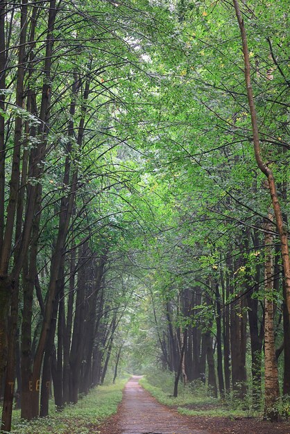 paisagem primavera floresta fundo natureza