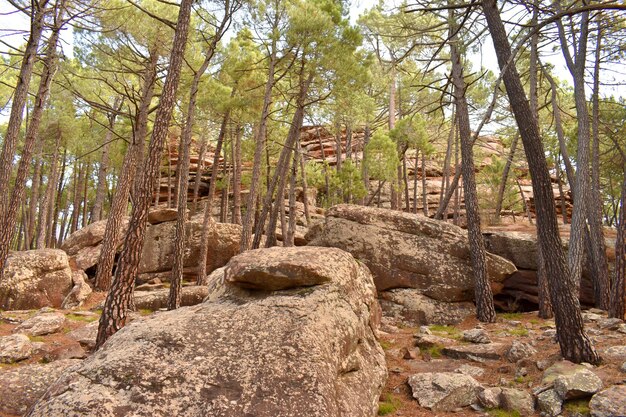 Foto paisagem protegida das florestas de pinheiros de rodeno sierra de albarr